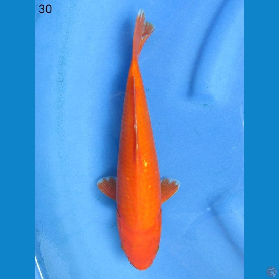 30cm - Benigoi