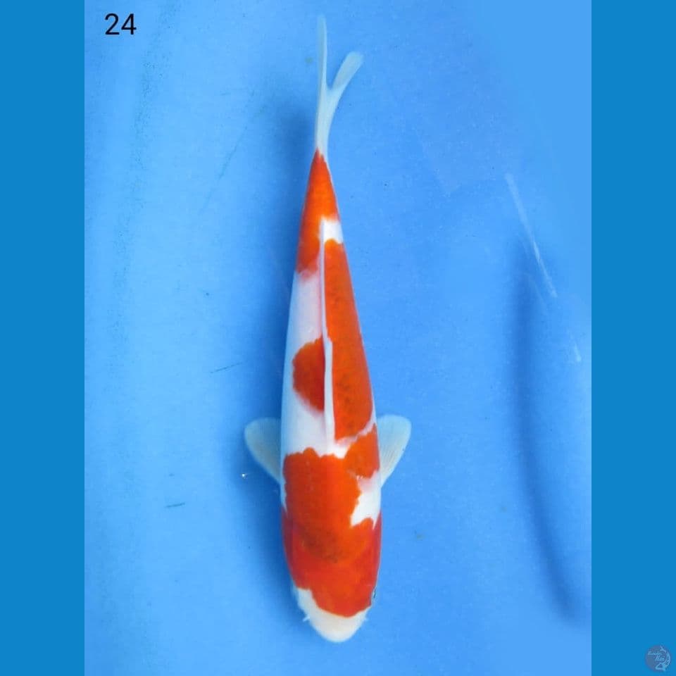 24cm - ai koromo
