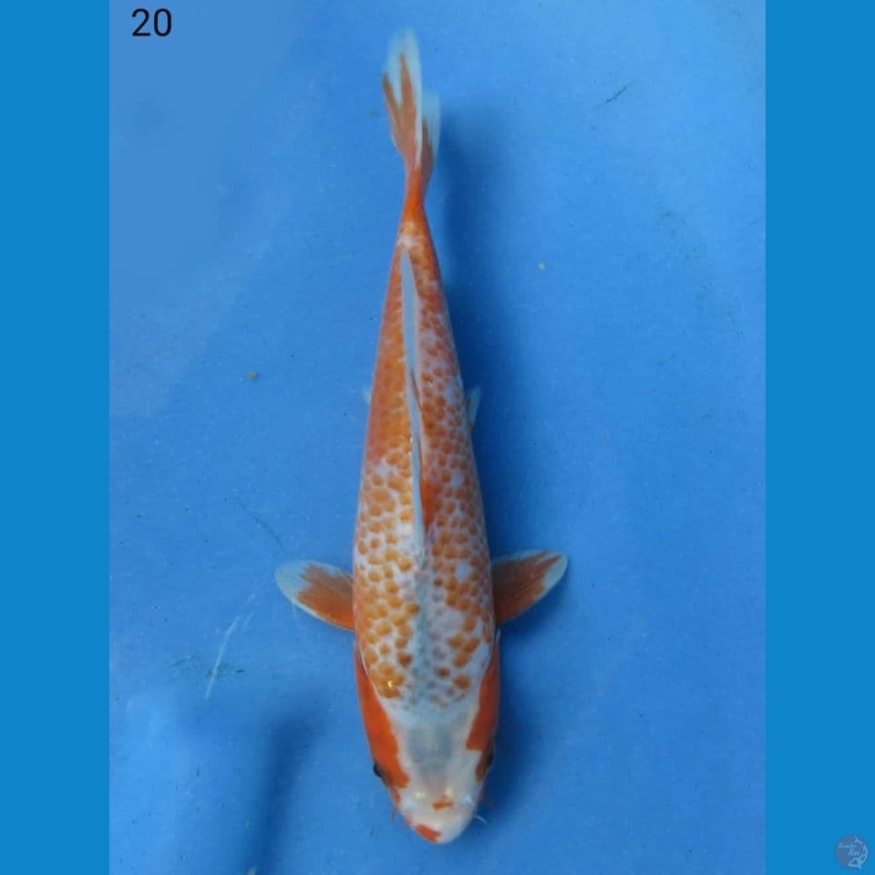 20cm - asagi kanoko