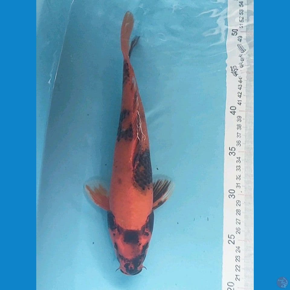 Utsuri 28cm