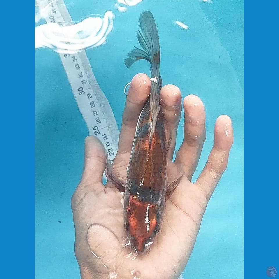 Kumpay Maruten Kogane Ochiba 20cm