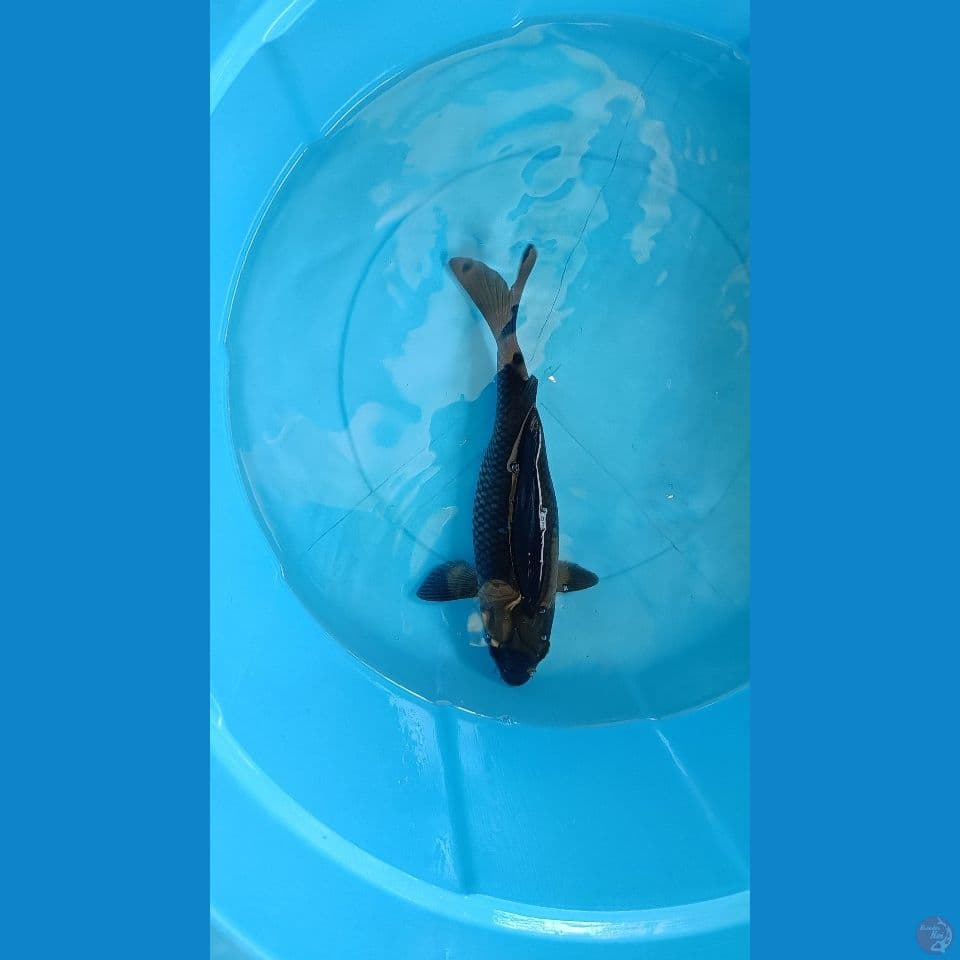 Black Saragoi 27cm
