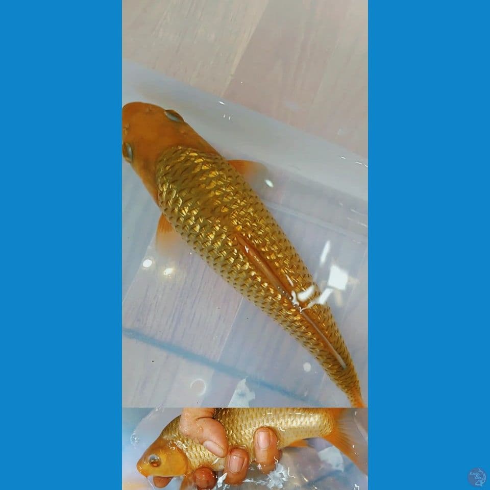 karamel ginrin punuk