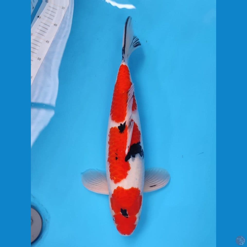 ~SANKE 44CM MALE~