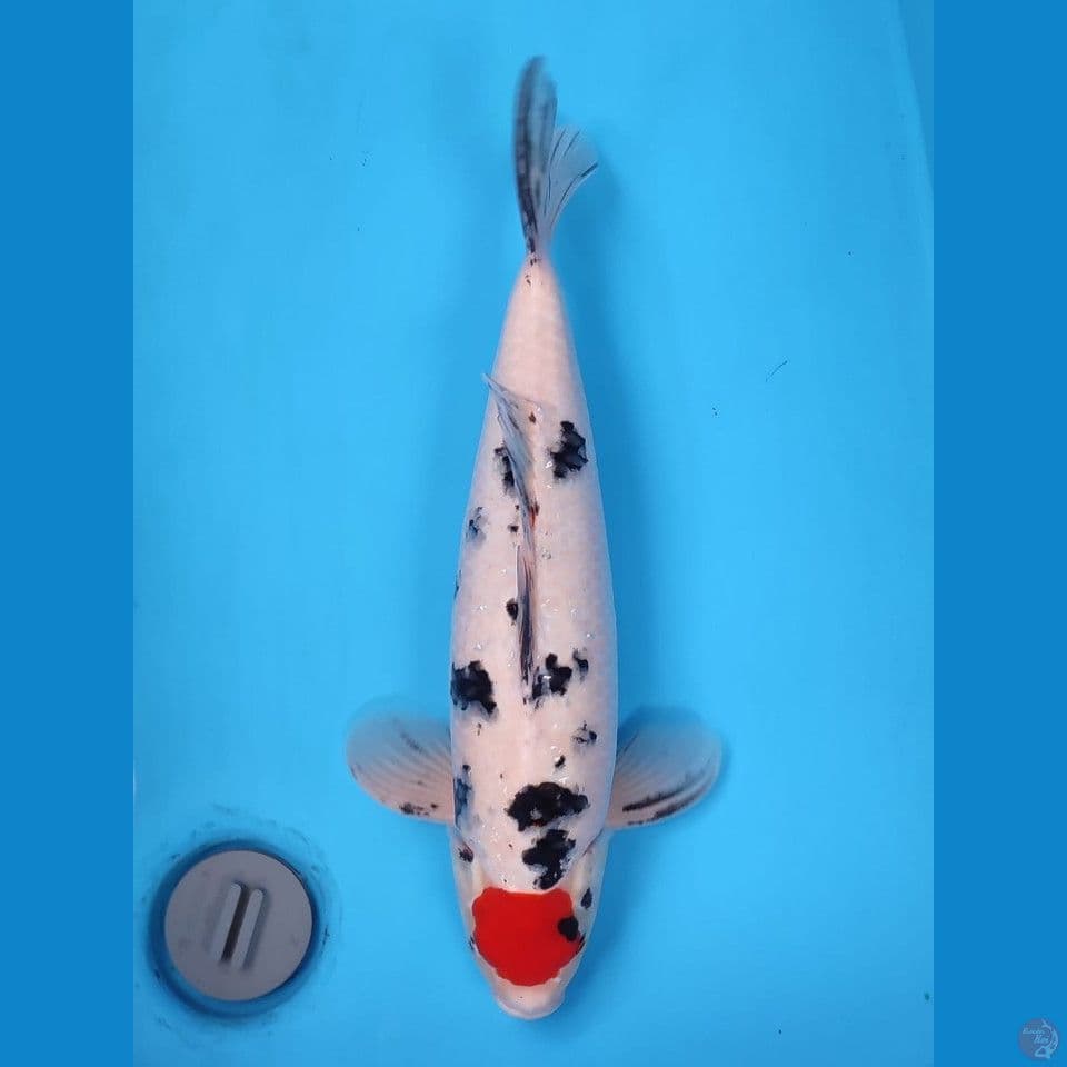 ~TANCHO SANKE 45CM MALE~