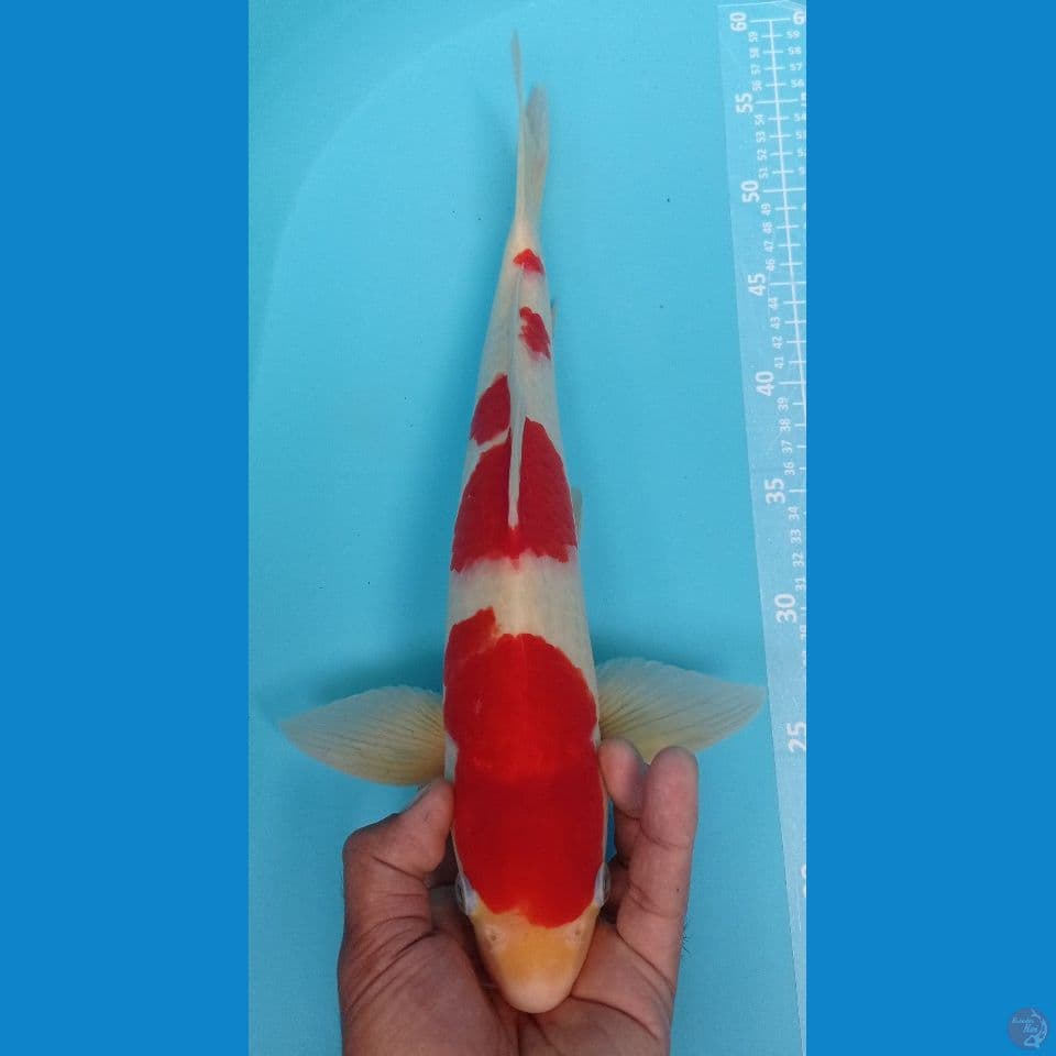 KOHAKU 41