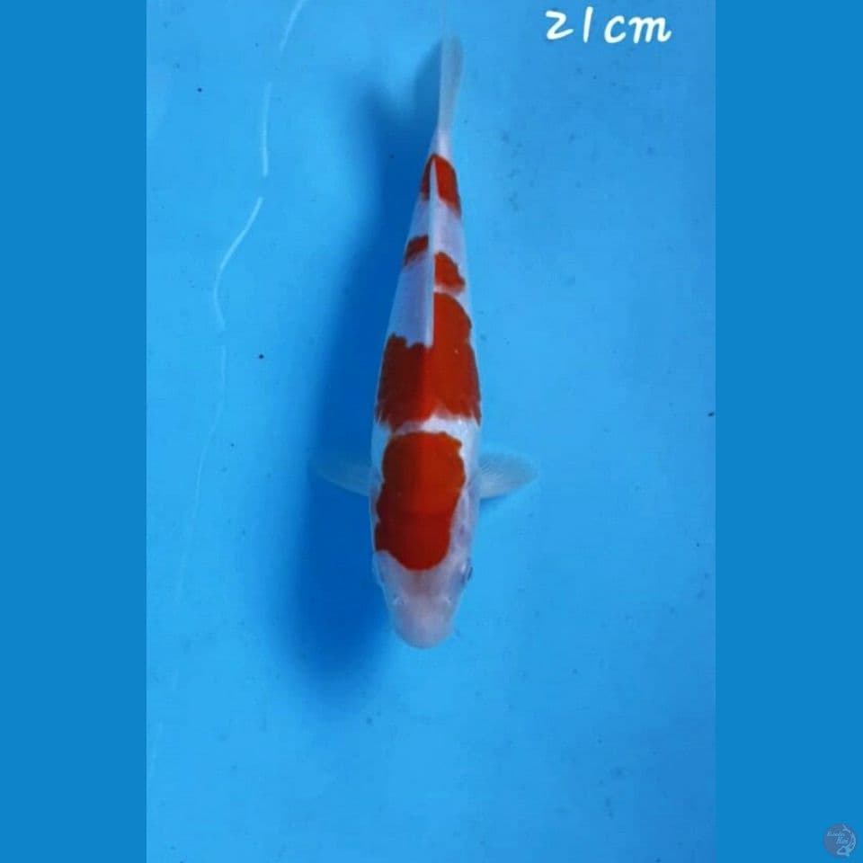 Kohaku 21cm