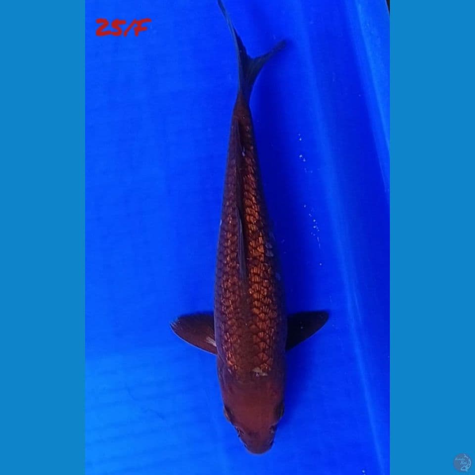 25/F GINRIN CHAGOI TEMBAGA