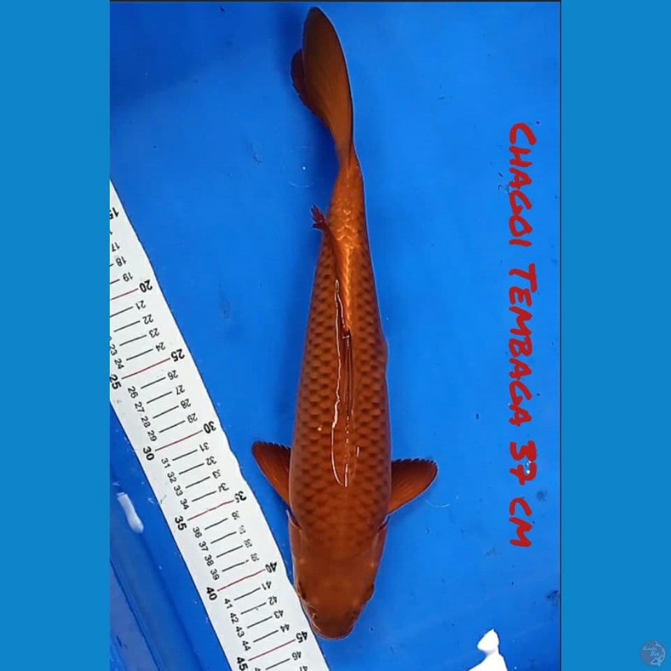 37 cm CHAGOI TEMBAGA