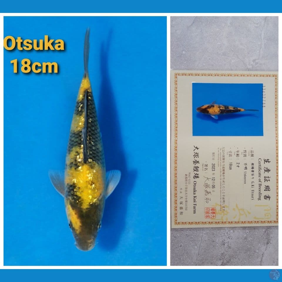 OTSUKA KIUTSURI GINRIN 18CM SERTI