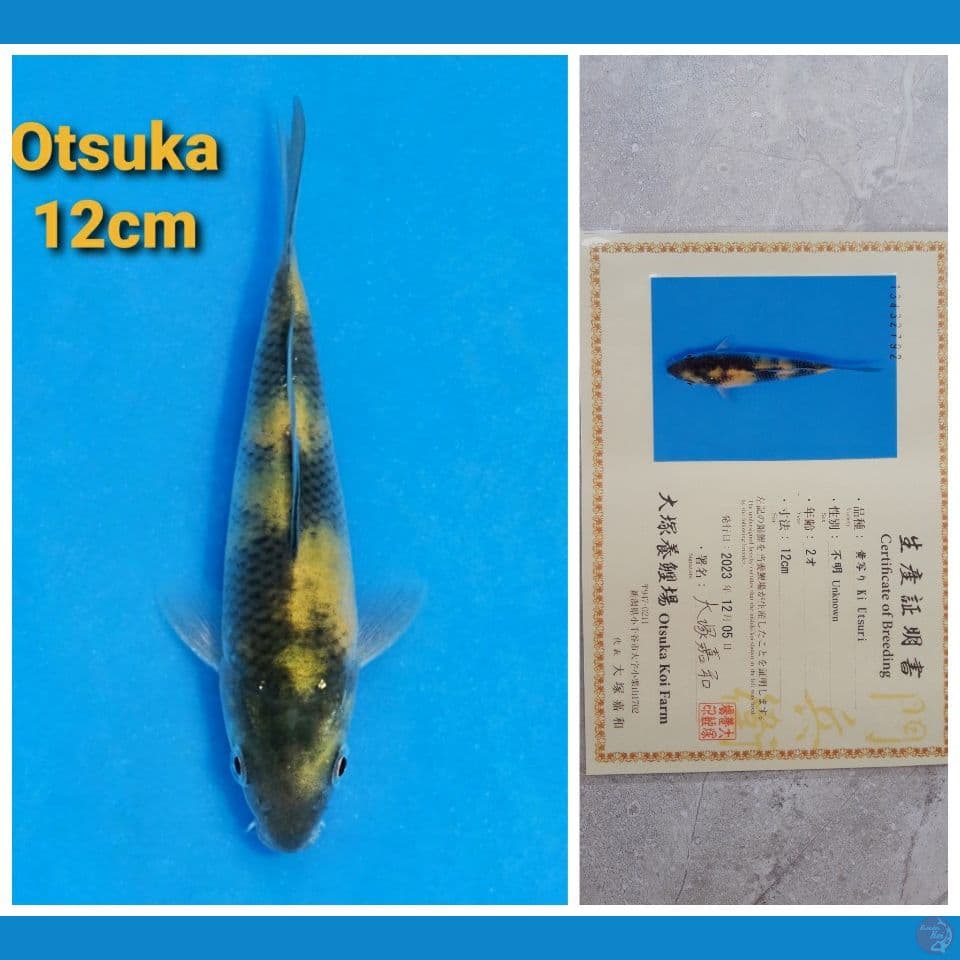 OTSUKA KIUTSURI 12CM SERTI