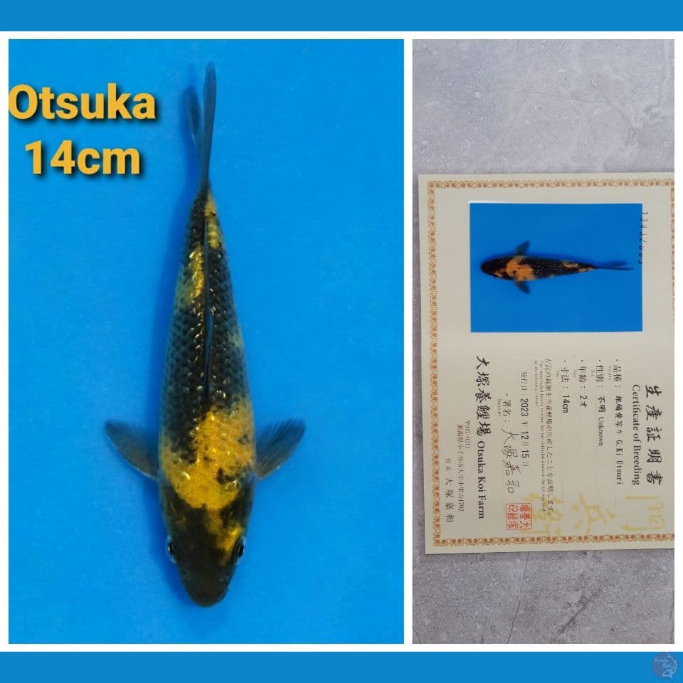 OTSUKA KIUTSURI GINRIN 14CM SERTI