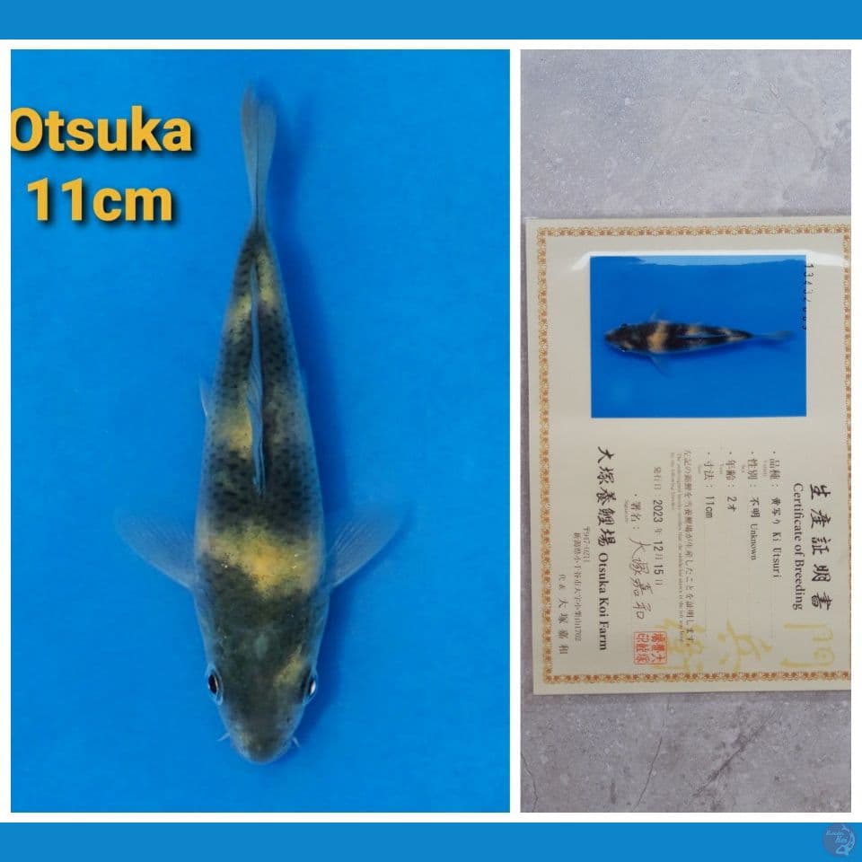 OTSUKA KIUTSURI 11CM SERTI