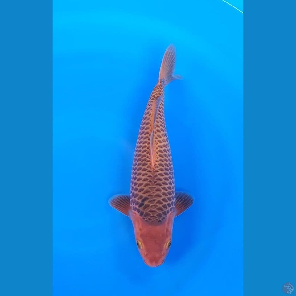 Caramel 32cm Jantan