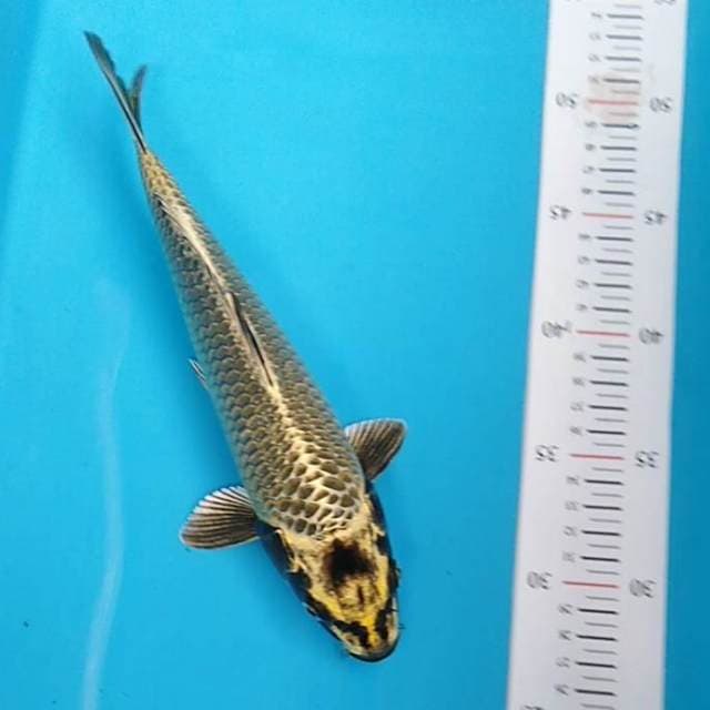 Kawari garang