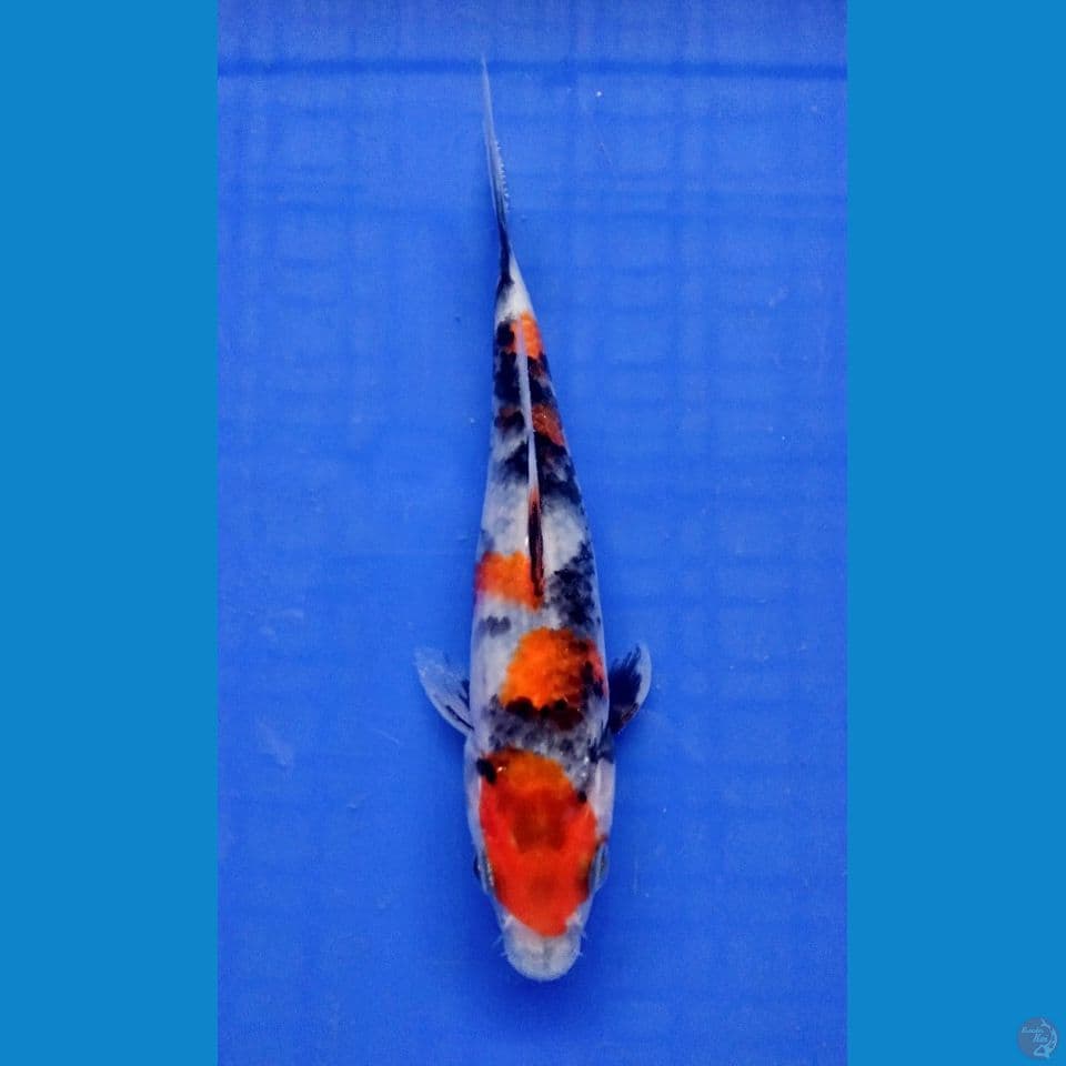 kindai showa 16 cm