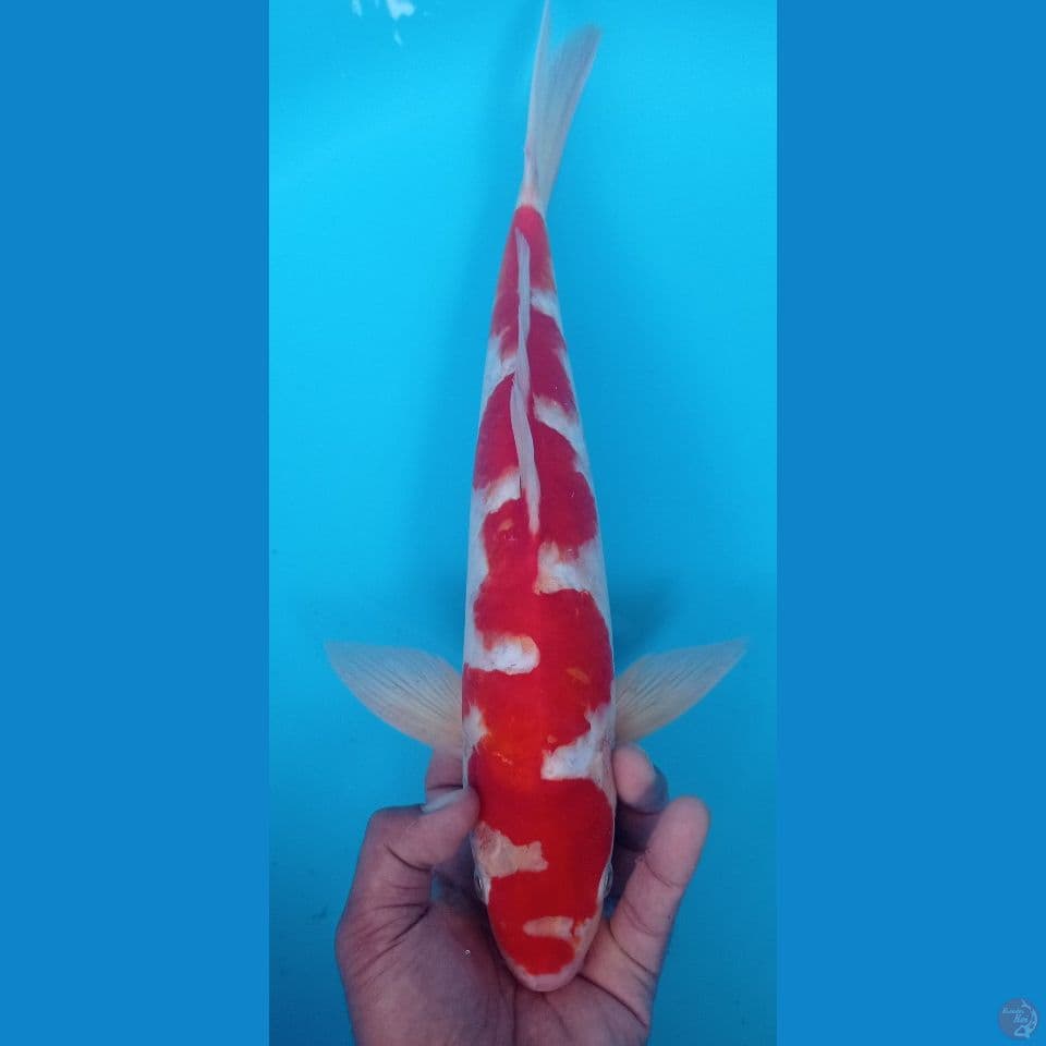 KOHAKU 42