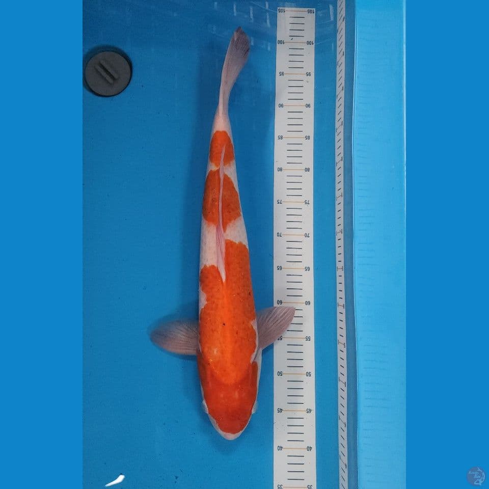 60bu Kohaku Jantan JUMBO