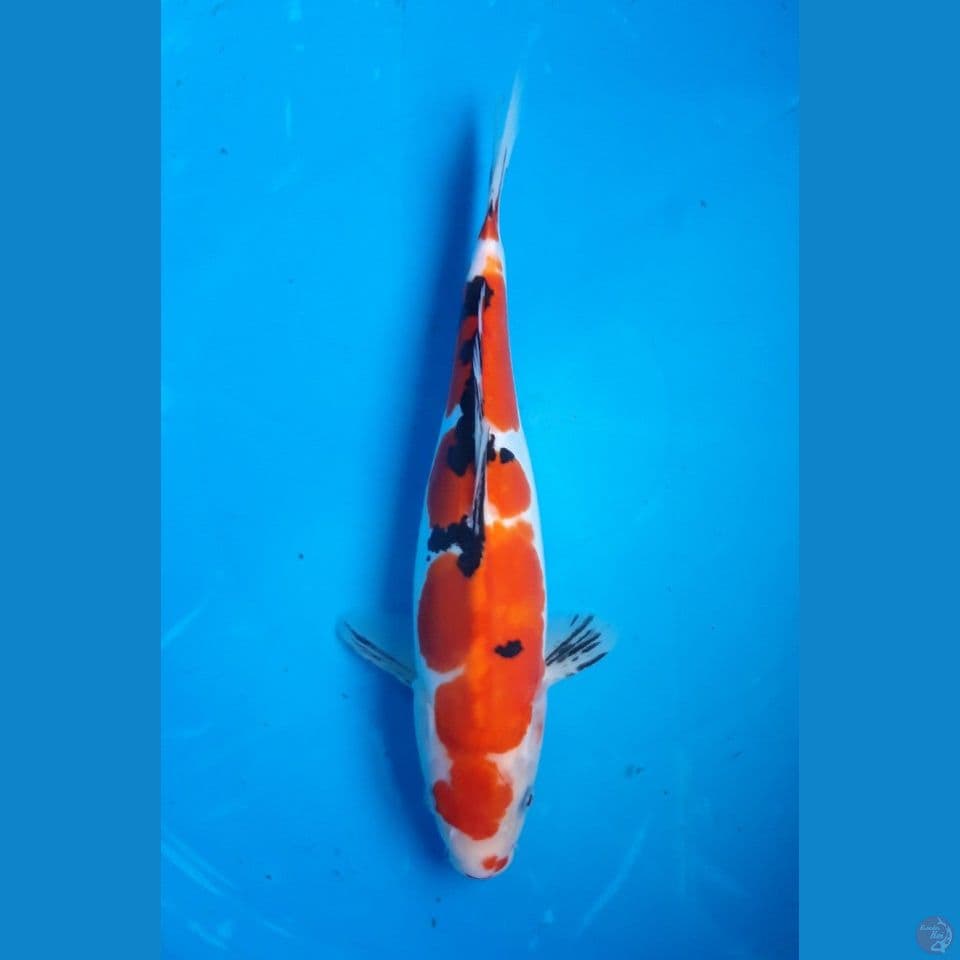 SANKE DOITSU 30CM FEMALE