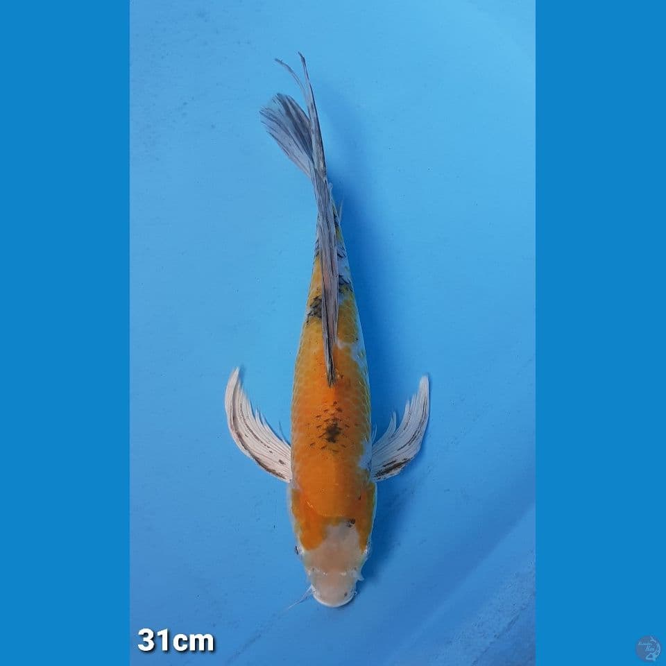 YAMATONHISIKI 31CM(FEMALE)