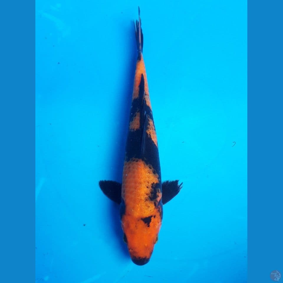 HI UTSURI 24CM MALE