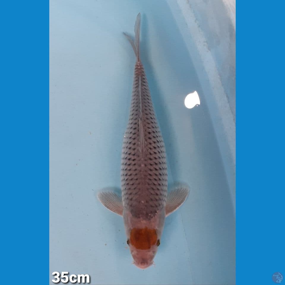 TANCHO OCHIBA 35CM(FEMALE)