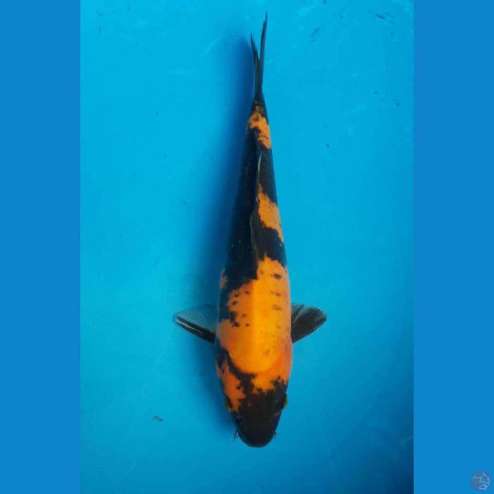 HI UTSURI DOITSU 25CM MALE
