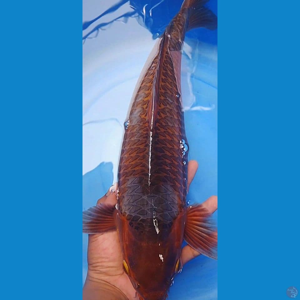 sabikoyo