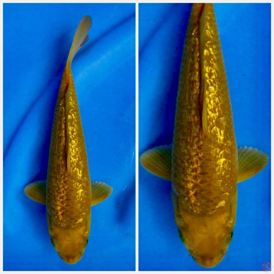 Karamel gingrin 27cm