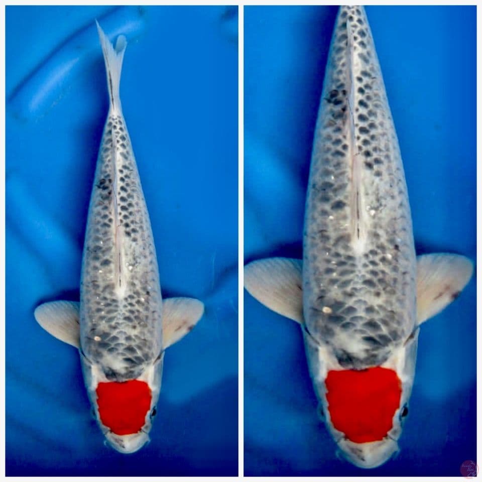 Tancho Gosiki 40 cm jumbo