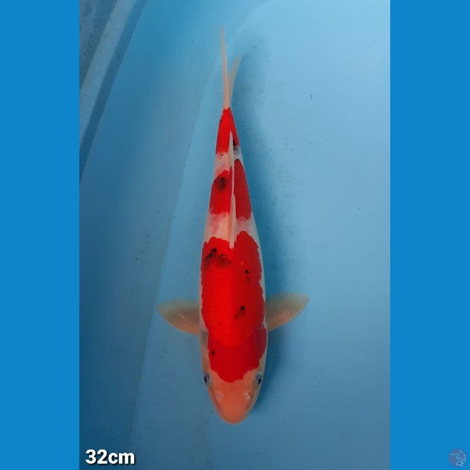 SANKE 32CM (FEMALE)