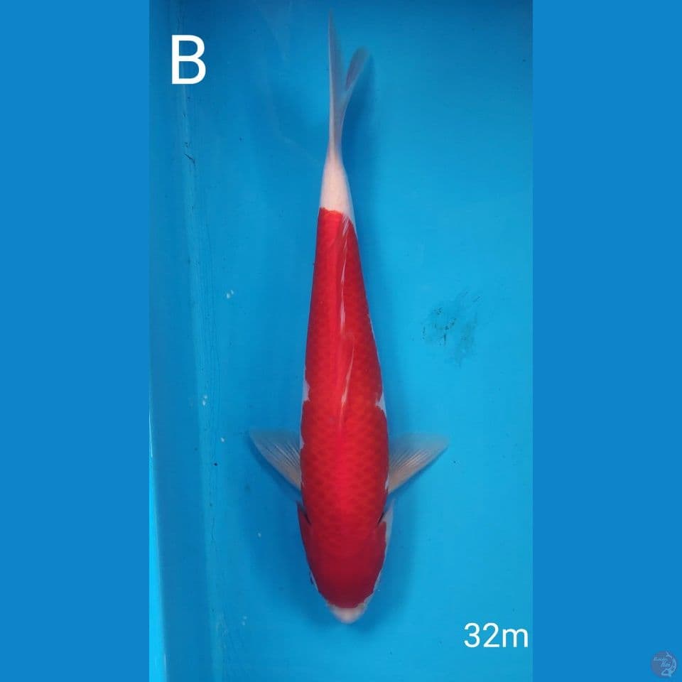 kohaku, 32cm male