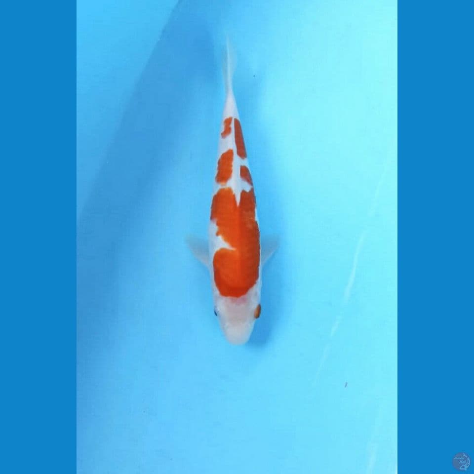 Kohaku 22cm