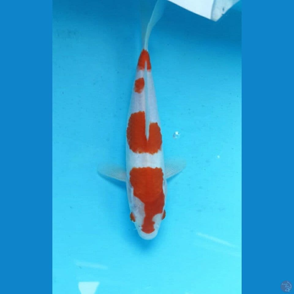Kohaku 23cm