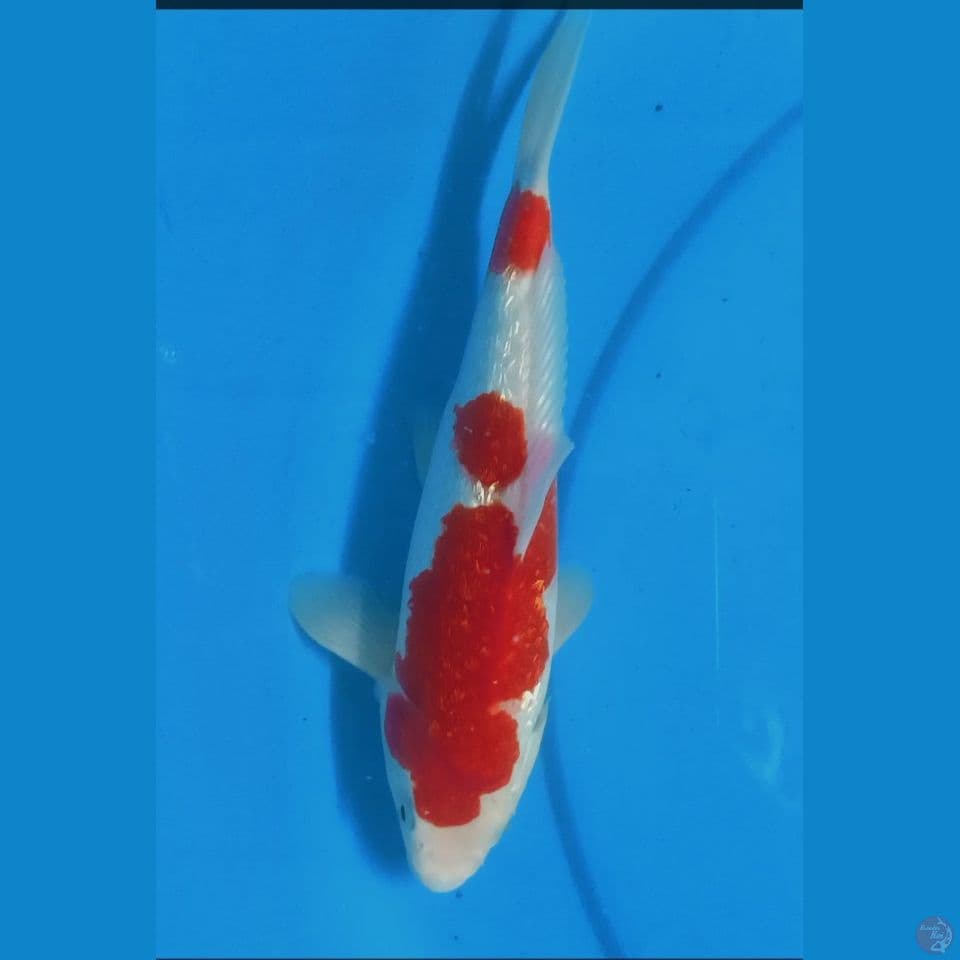 gindrin 25 cm