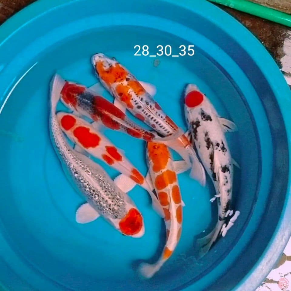 mix 28_30_33_35_36