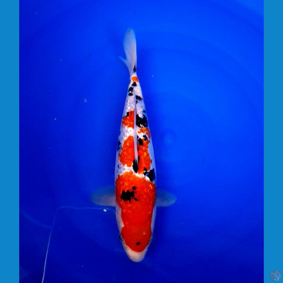 sanke gindrin 25cm