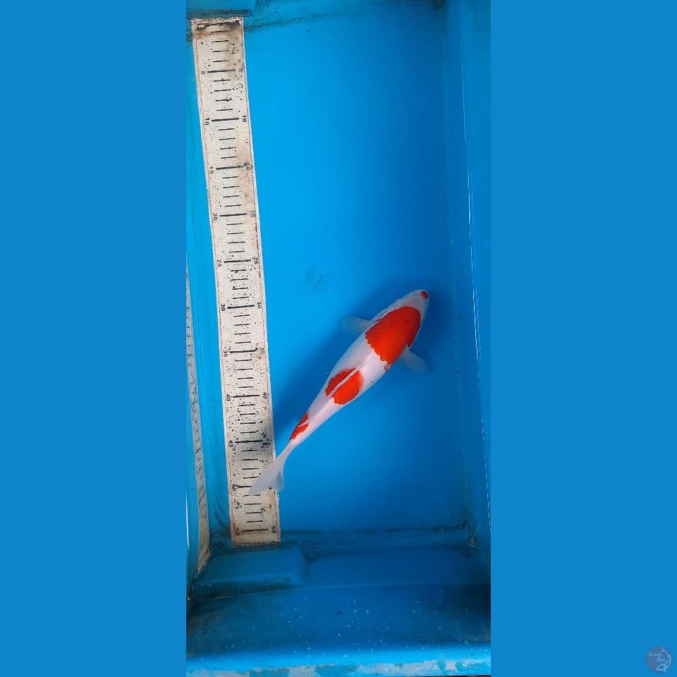kohaku
