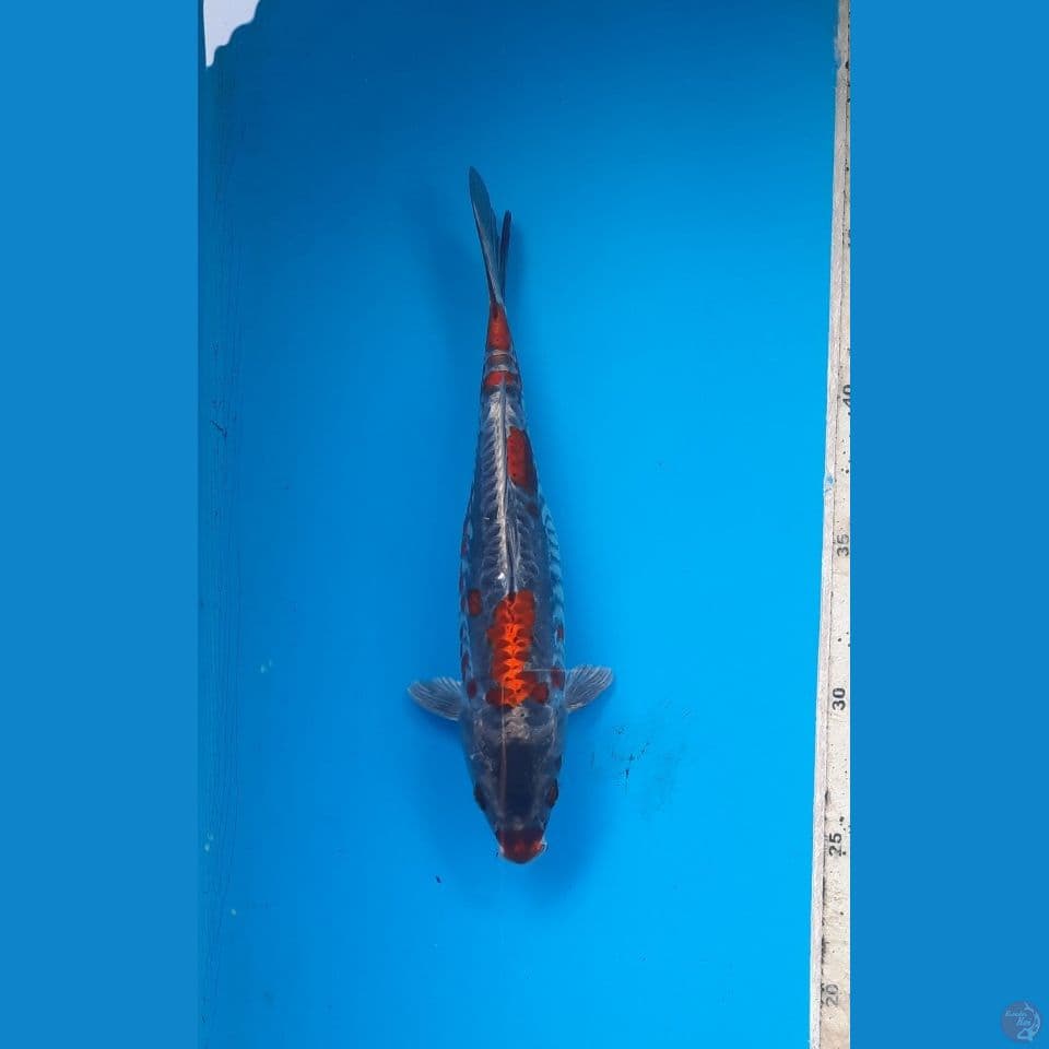 kiko