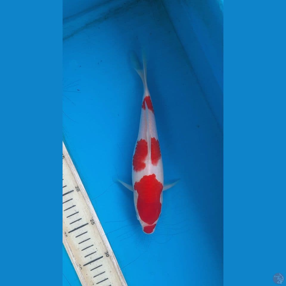 kohaku