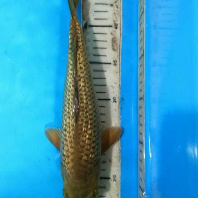 Chagoi Ginrin 28