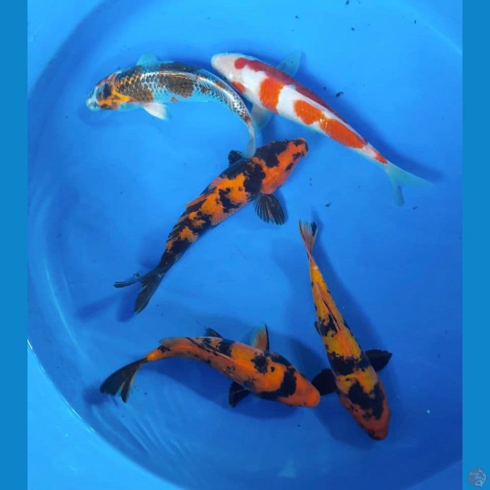 mix5ekor 20-23cm