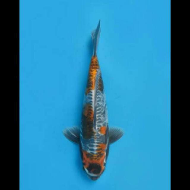 31cm Male - F1 Koleksi Uniq