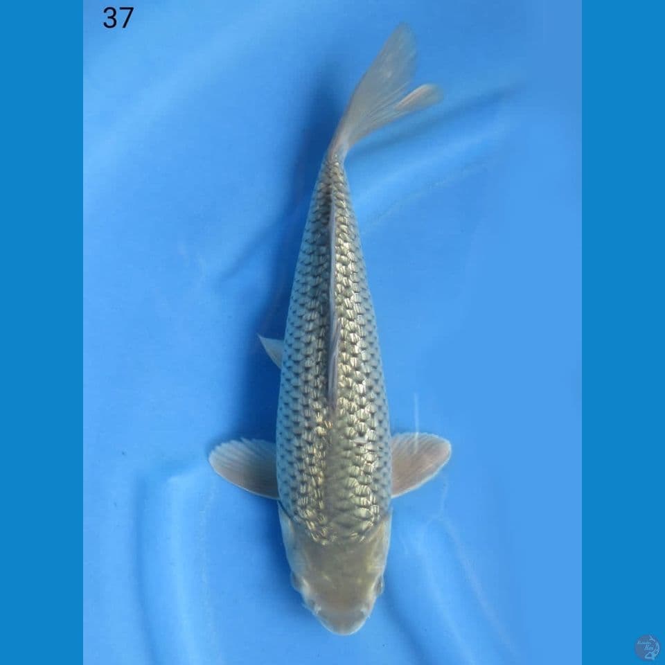 37cm - Soragoi ginrin