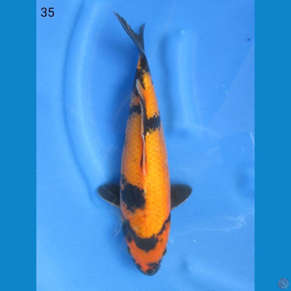 35cm - Hi utsuri hq