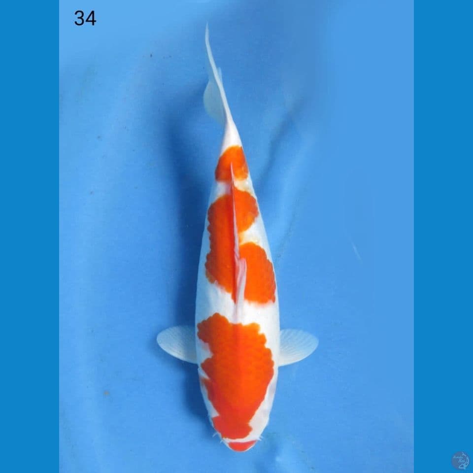 34cm - Kohaku kucinbeni