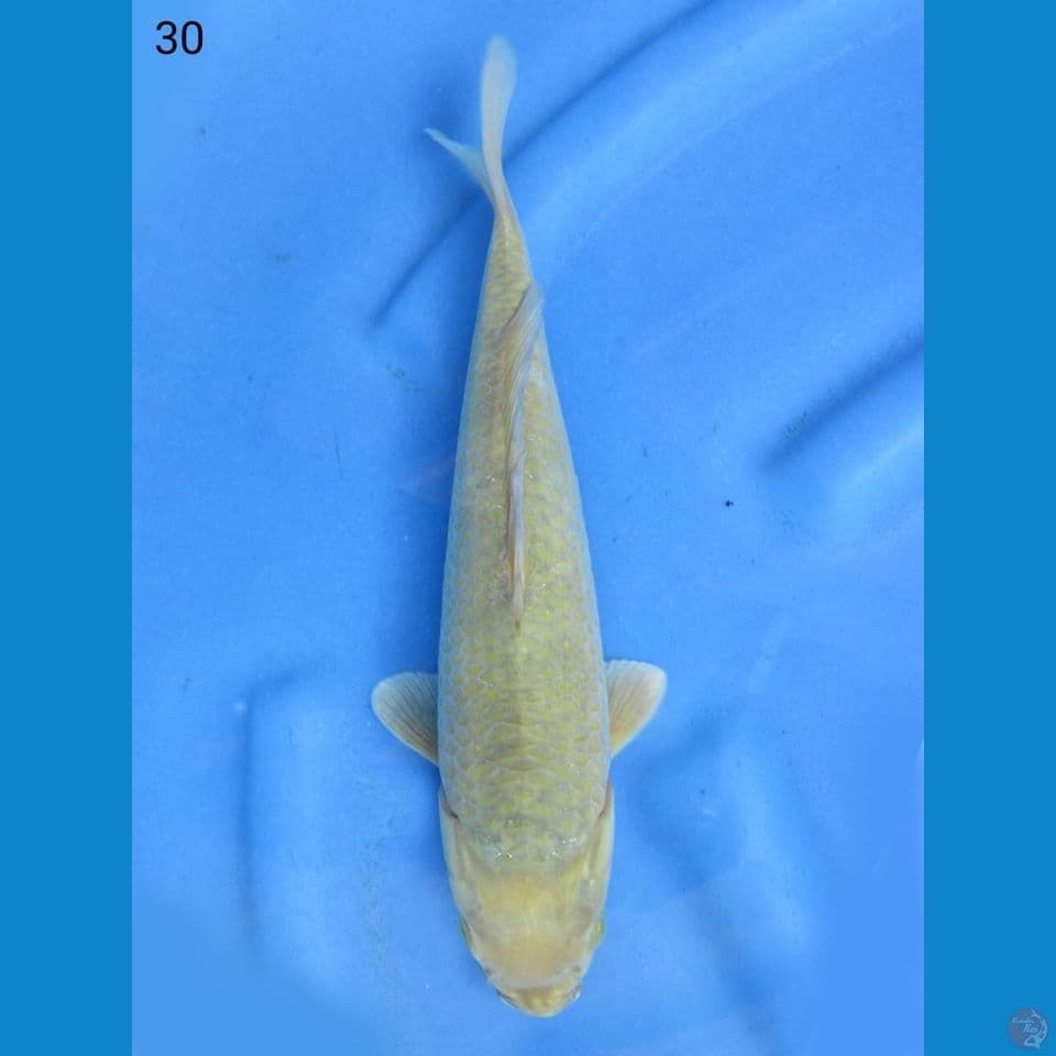 30cm - Midorigoi karamel