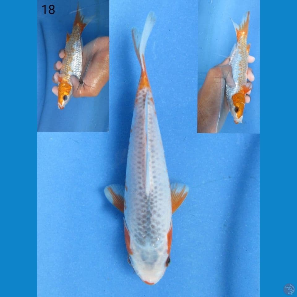 18cm - Asagi tategoi