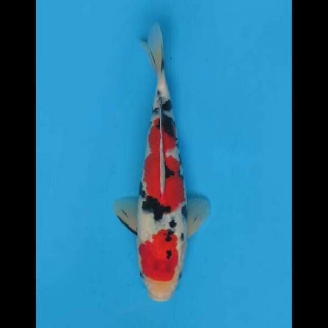 27cm Male - F1 Sakai Sanke Hq