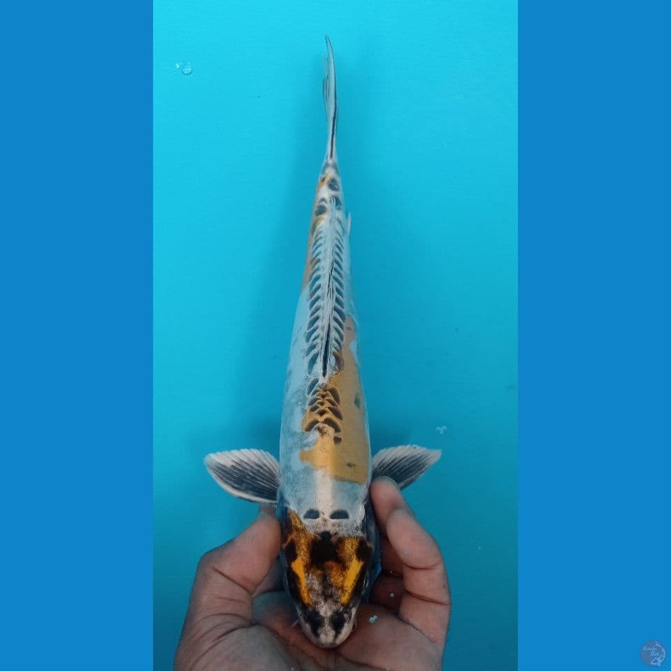 KIKO 31CM